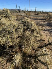 Cylindropuntia molesta molesta