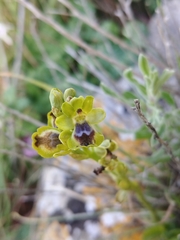 Ophrys lutea galilaea