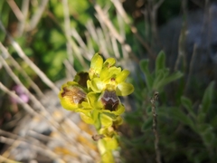 Ophrys lutea galilaea
