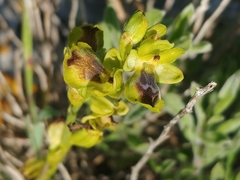 Ophrys lutea galilaea