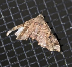 Esthlodora variabilis