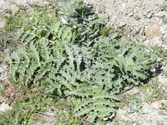Cynara tournefortii