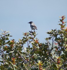 Curruca ruppeli
