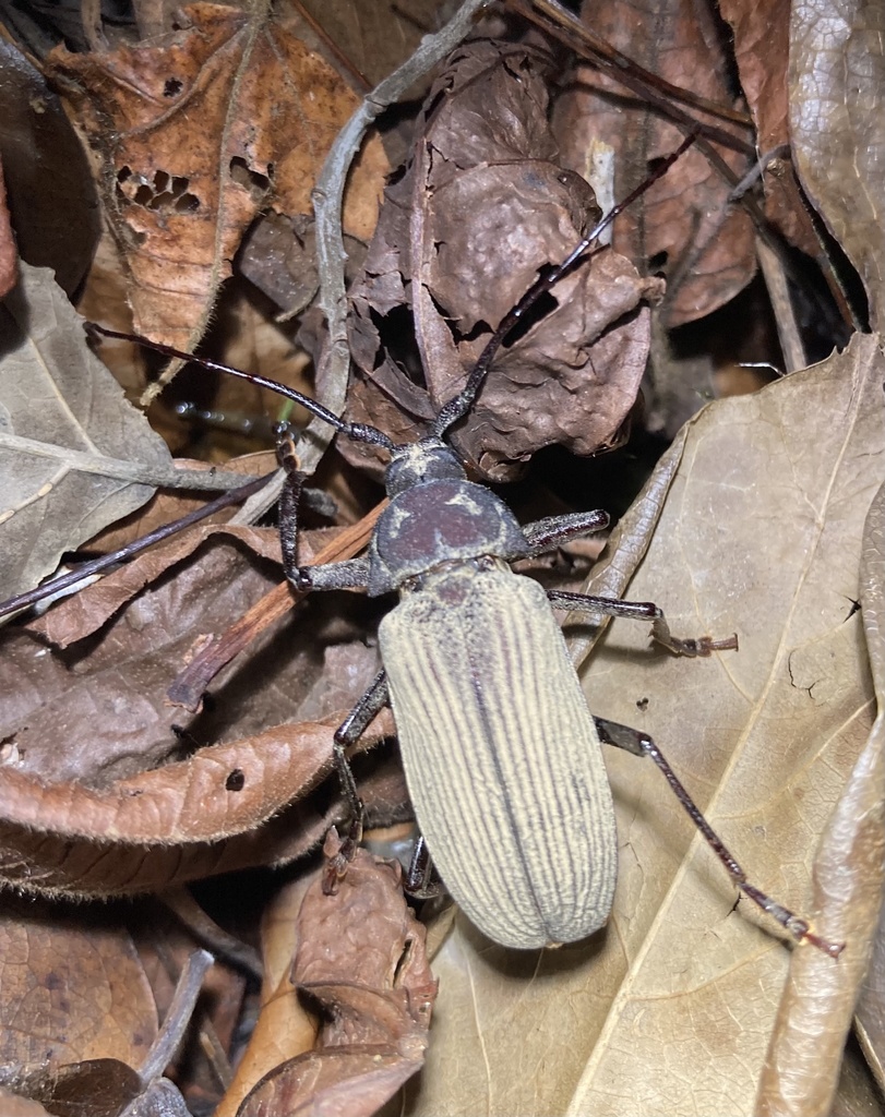 Navosomopsis