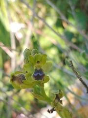 Ophrys lutea galilaea