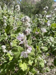 Malacothamnus clementinus