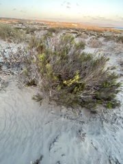 Peucephyllum schottii