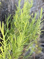 Peucephyllum schottii