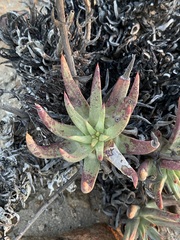 Dudleya albiflora
