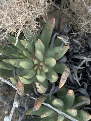 Dudleya albiflora