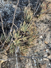 Dudleya albiflora