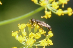 Syritta pipiens