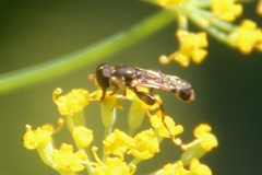 Syritta pipiens
