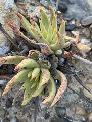Dudleya albiflora