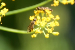 Syritta pipiens
