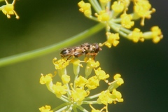 Syritta pipiens