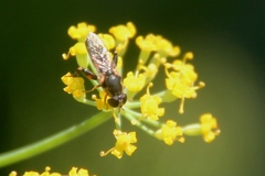 Syritta pipiens