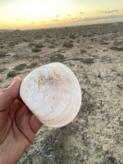 Mactromeris catilliformis