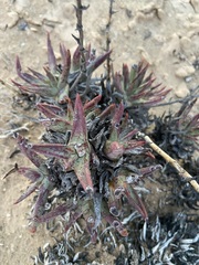 Dudleya acuminata