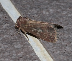 Condica illecta