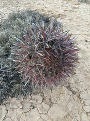 Ferocactus gracilis coloratus