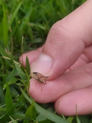 Diceraeus