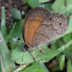 Pharneuptychia phares