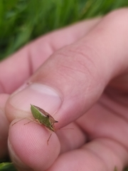 Diceraeus