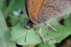 Pharneuptychia phares