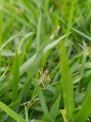 Diceraeus
