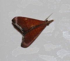 Hemiscopis sanguinea