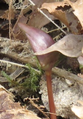 Trillium ovatum