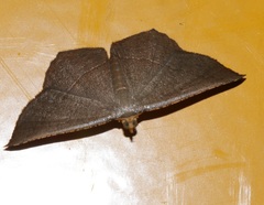 Plesiomorpha flaviceps