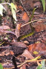 Dendrophidion clarkii