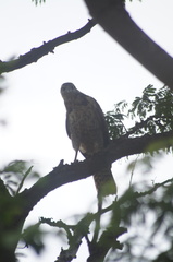 Buteogallus