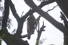 Buteogallus