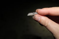Sceloporus lundelli gaigeae