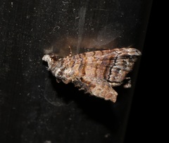 Chlumetia transversa