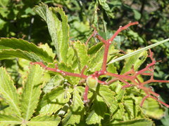 Cyphostemma lanigerum