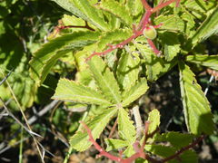 Cyphostemma lanigerum