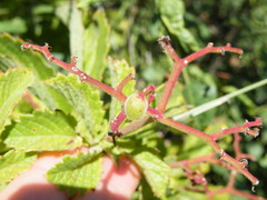 Cyphostemma lanigerum