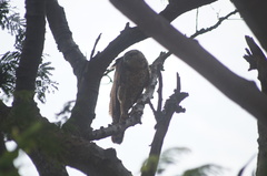 Buteogallus