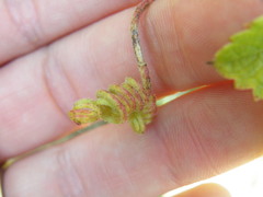 Cyphostemma lanigerum