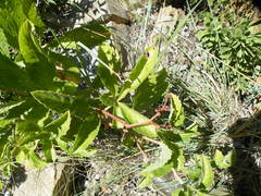 Cyphostemma lanigerum