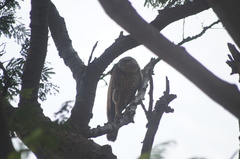 Buteogallus