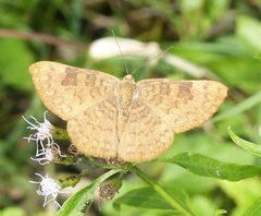 Emesis ocypore zelotes