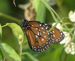 Danaus eresimus plexaure