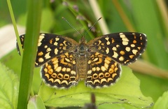 Phystis simois variegata
