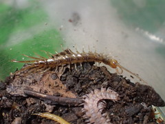Lithobius melanops