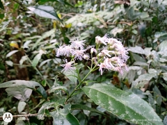 Ageratina ligustrina